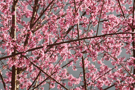 Phaya suae flower or sakura flower in Thailandの写真素材