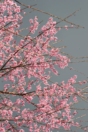 Phaya suae flower or sakura flower in Thailandの写真素材