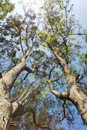 Landscape the big tree with nature backgroundの写真素材