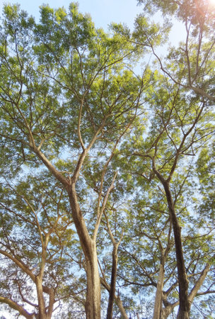 Landscape the big tree with nature backgroundの写真素材