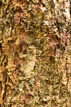 close up of tree bark texture for backgroundの写真素材