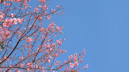 Phaya suae flower or sakura flower in Thailandの写真素材