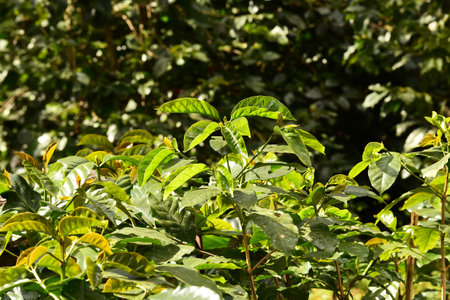 close up of coffee tree in the gardenの写真素材