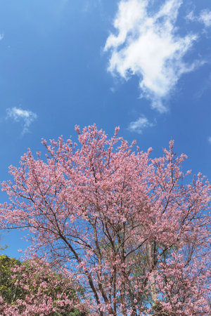 Phaya suae flower or sakura flower in Thailandの写真素材