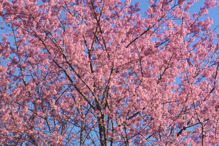 Phaya suae flower or sakura flower in Thailandの写真素材