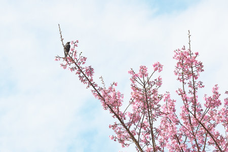 Phaya suae flower or sakura flower in Thailandの写真素材