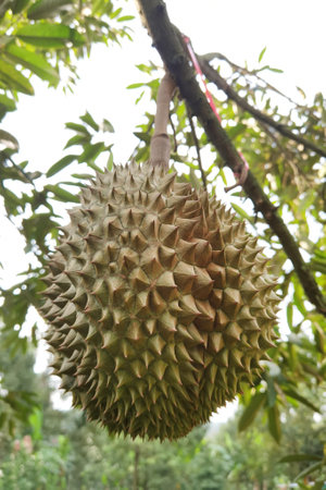 Close up of durian hanging on the treeの写真素材