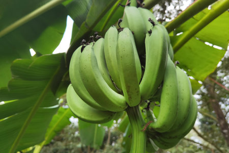 Green bananas fruit with a bunch on the banana treeの写真素材