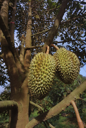 Close up of durians hanging on the treeの写真素材