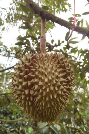 Close up of durians hanging on the treeの写真素材
