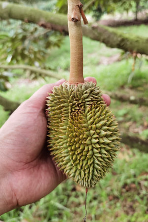 Close up of young durian fruit hanging on a branch.の写真素材