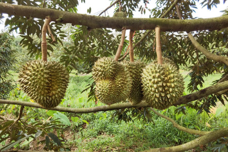 Close up of durians hanging on the treeの写真素材
