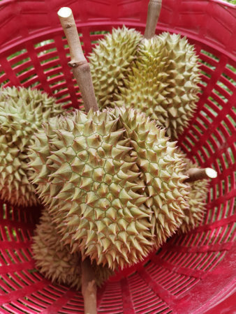 Close up of durians in the red basketの写真素材