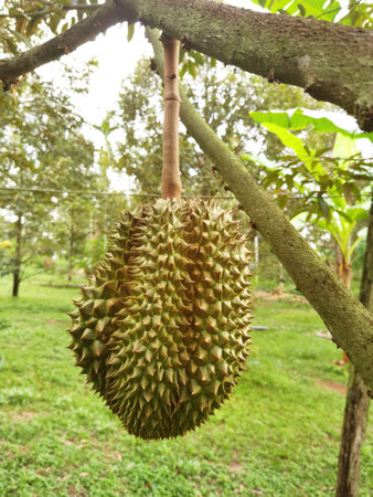 Close up of durians hanging on the treeの写真素材