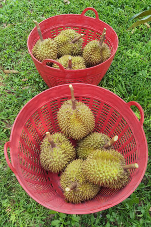 Close up of durians in the red basketの写真素材