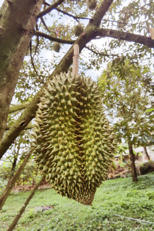 Close up of durian hanging on the treeの写真素材