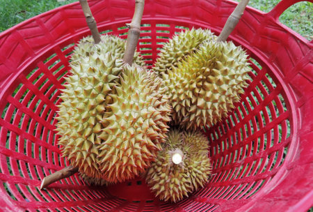 Close up of durians in the red basketの写真素材