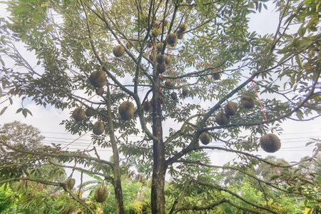 Close up of durians hanging on the treeの写真素材