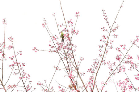 Phaya suae flower or sakura flower in Thailandの写真素材