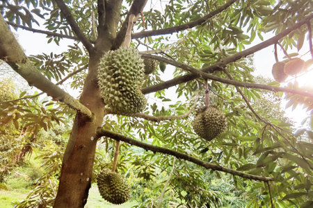 Close up of durians hanging on the treeの写真素材