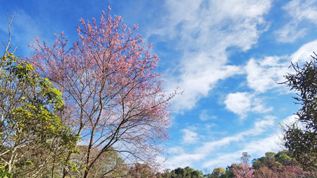 Phaya suae flower or sakura flower in Thailandの写真素材