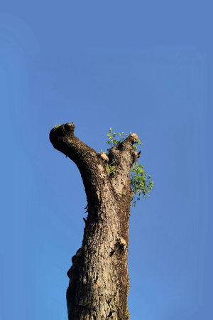 Landscape the big tree with nature backgroundの写真素材