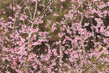 Phaya suae flower or sakura flower in Thailandの写真素材