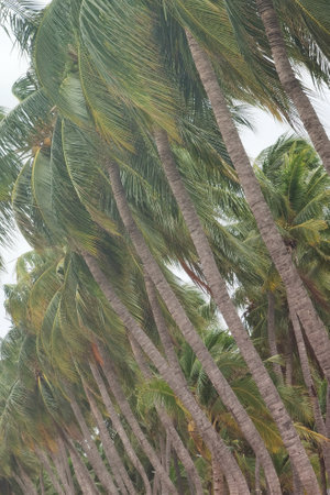 bunch of fresh coconut fruit hang on coconut treeの写真素材