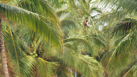 bunch of fresh coconut fruit hang on coconut treeの写真素材