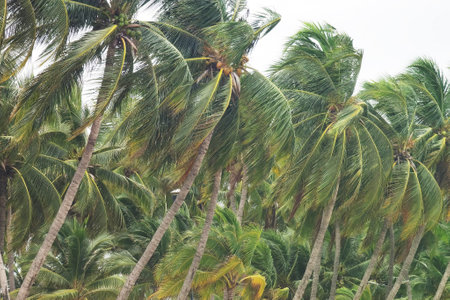bunch of fresh coconut fruit hang on coconut treeの写真素材