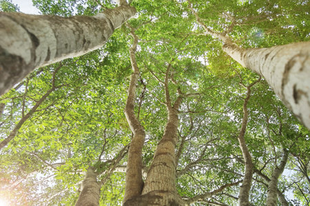 Landscape the big tree with nature background