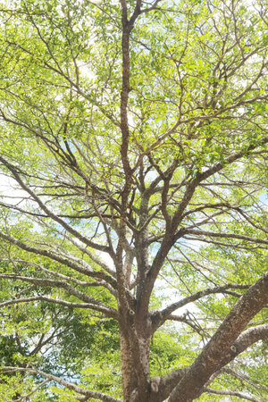 Landscape the big tree with nature background