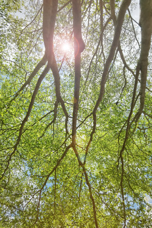 Landscape the big tree with nature backgroundの写真素材