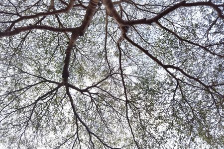 Landscape the big tree with nature backgroundの写真素材