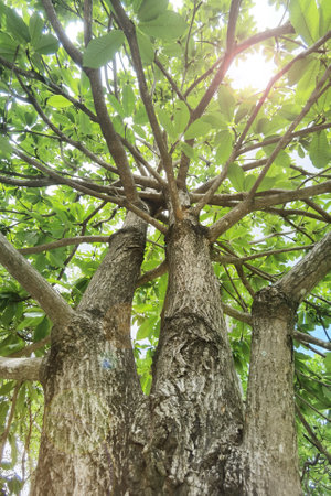 Landscape the big tree with nature background