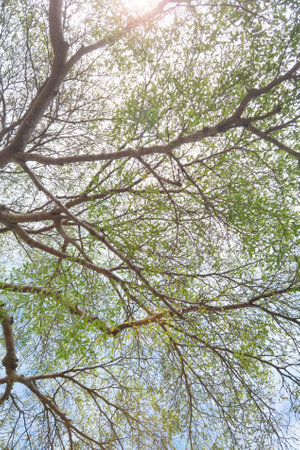 Landscape the big tree with nature backgroundの写真素材