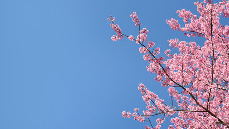 Phaya suae flower or sakura flower in Thailandの写真素材