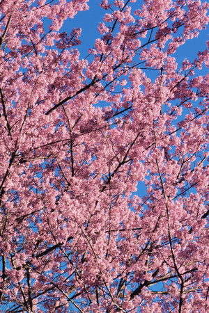 Phaya suae flower or sakura flower in Thailandの写真素材
