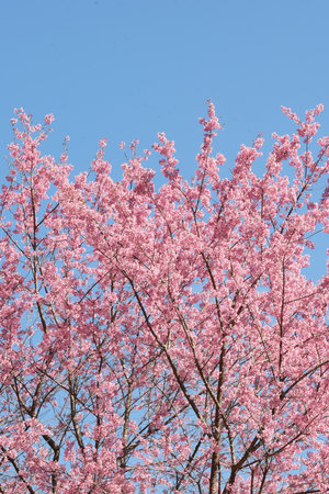 Phaya suae flower or sakura flower in Thailandの写真素材