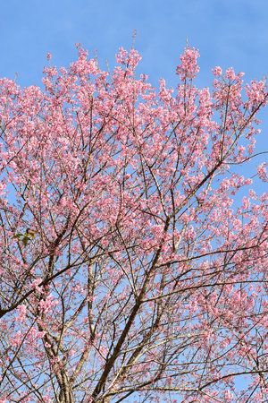 Phaya suae flower or sakura flower in Thailandの写真素材