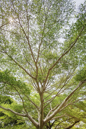 Landscape the big tree with nature backgroundの写真素材