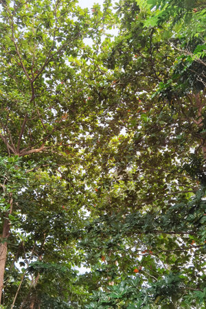 Landscape the big tree with nature backgroundの写真素材