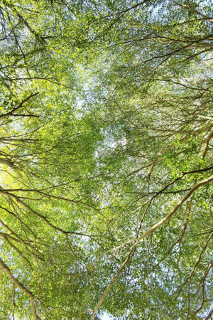 Landscape the big tree with nature backgroundの写真素材