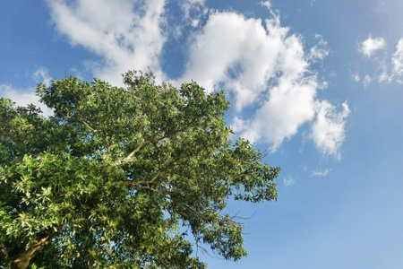 Landscape the big tree with nature backgroundの写真素材