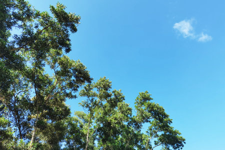 Landscape the big tree with nature backgroundの写真素材