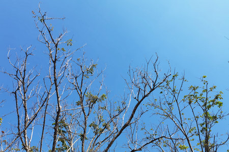 Landscape the big tree with nature backgroundの写真素材