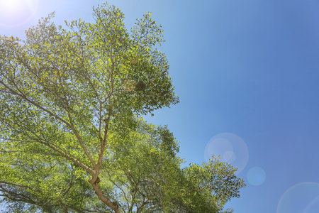Landscape the big tree with nature background