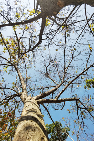 Landscape the big tree with nature backgroundの写真素材