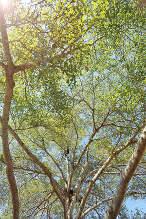 Landscape the big tree with nature background