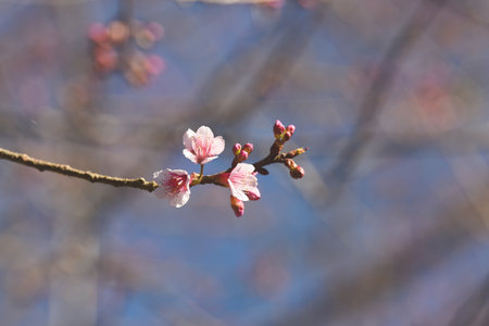 Phaya suae flower or sakura flower in Thailandの写真素材